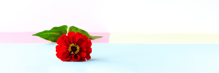 Red tsinia flower on a multicolored background of yellow, pink and blue, banner