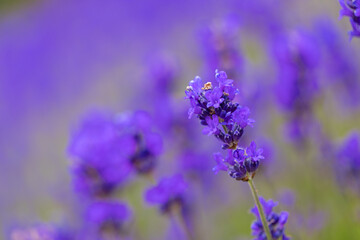 Lavender bushes closeup. Purple lavender field, beautiful blooming, English lavander.
