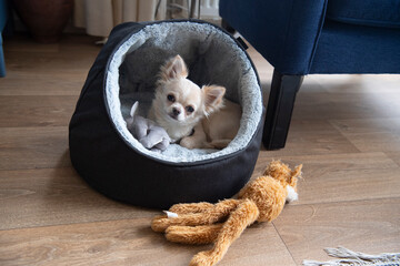 Chihuahua puppy in bed