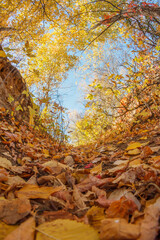 Fallen yellow maple leaves. Autumn background. Forest tree