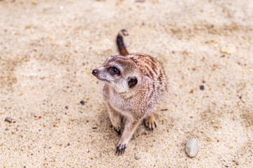 Curious meerkat on the sand background. Portrait of suricatta