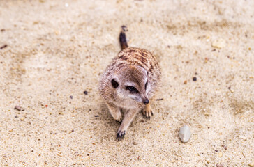 Curious meerkat on the sand background. Portrait of suricatta