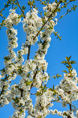 Closeup shot of tree branches with beautiful cherry blossoms