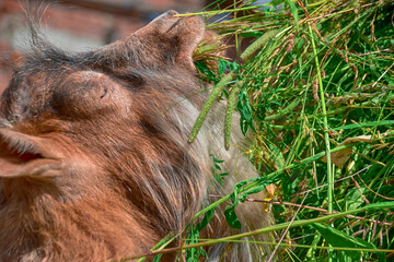 A red-haired old goat is eating fresh hay from a stack.