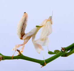 hymenopus coronatus orchid praying mantis