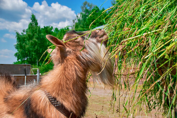 A red-haired old goat is eating fresh hay from a stack.