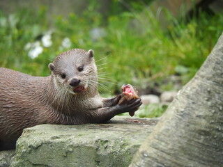Asian Short-Clawed Otter eating fish on the rock with green background