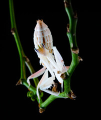hymenopus coronatus orchid praying mantis