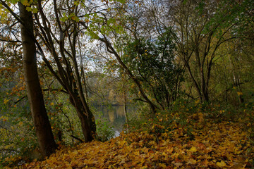 Bords de Seine en automne près de Boissise le Roi