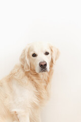 Golden retriever looking at camera on white background closeup