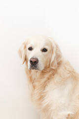 Golden retriever dog looking at camera on white background closeup