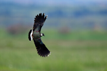 Kiebitz  // Green plover, Northern lapwing (Vanellus vanellus) 