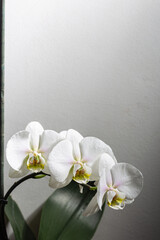Three white orchid flowers in bloom with beautiful smooth petals on a grey background