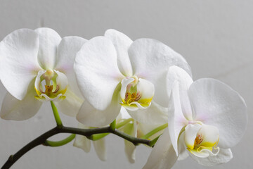 Fototapeta na wymiar Three white orchid flowers in bloom with beautiful smooth petals on a grey background