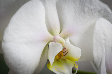 White orchid flower in bloom close up still with yellow stem and smooth white petals