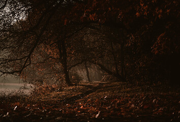 Fairy Mysterious Forest. Mystical atmosphere. Paranormal another world. Fairytale. Stranger forest in a fog. Dark scary park. Background wallpaper.