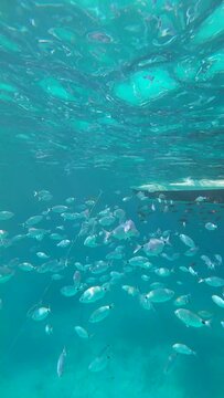 Underwater sea life video with shoal of saddled bream (Oblada melanura) below a small boat in slow motion. Vertical video