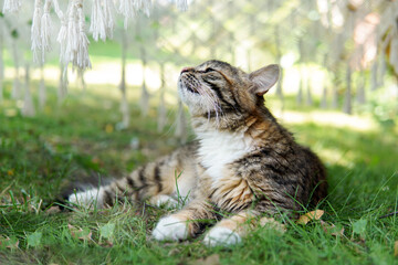 Obraz premium The cat lies on the grass and enjoys. The concept of summer and leisure