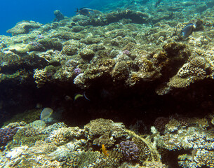 Obraz na płótnie Canvas View of coral reef in Sharm El Sheik