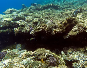 Foto op Aluminium View of coral reef in Sharm El Sheik © mauriziobiso