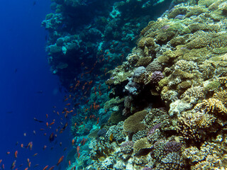 Naklejka na ściany i meble View of coral reef in Sharm El Sheik