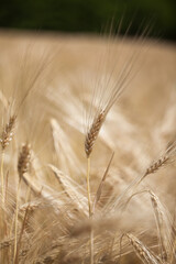 Ripe ears of wheat in the field, natural background.