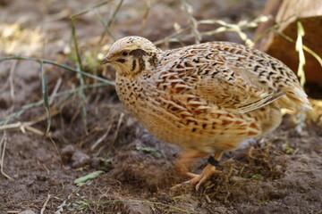 Laying quail like the life, it gives healthy eggs