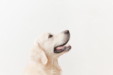 happy golden retriever dog looking up on a white background close-up