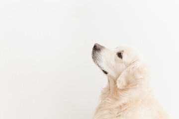 Golden retriever looking up on a white background close-up