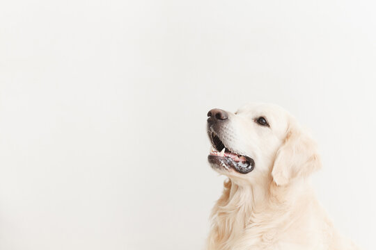 happy golden retriever looking up on a white background closeup