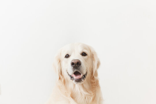 happy golden retriever looking at camera on white background closeup
