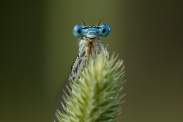 close up of a dragonfly