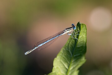 dragonfly on a leaf