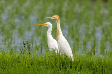 田んぼの畦道にたたずむアマサギ