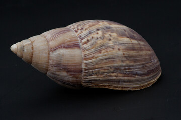 Coquille d'achatine, un escargot tropical de grande taille (Lissachatina immaculata)