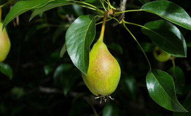 green pears on a branch for background