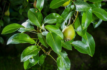 green pears on a branch for background