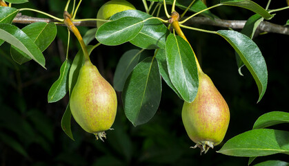 green pears on a branch for background