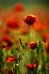 poppy field
