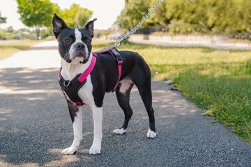 Young Boston Terrier standing outside, wearing a harness and leash with a chain. - 515060382