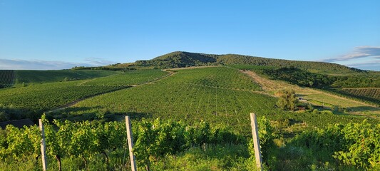 Large vineyards of the Rias Baixas region in Pontevedra, Galicia, Spain. The vines of this...