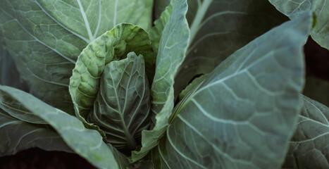 Cabbage, organic vegetable garden without chemicals. Cabbage leaves are tied into a head. Close-up....