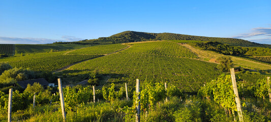 Large vineyards of the Rias Baixas region in Pontevedra, Galicia, Spain. The vines of this...