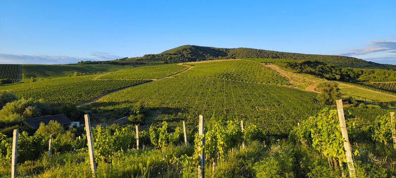 Large vineyards of the Rias Baixas region in Pontevedra, Galicia, Spain. The vines of this plantation produce "albari&ntilde;o" type grapes with which one of the best white wines in the world is produced.