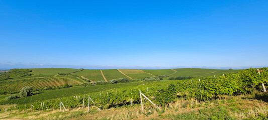 Vineyard at sunset. A plantation of grapevines. Hilly mediterranean landscape, south France, Europe