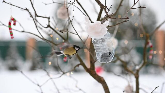 birds of titmouse sit in the feeder to eat food seeds in winter against the background of Christmas decorations. High quality FullHD footage