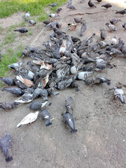 A lot of pigeon birds followed to feed on the asphalt, which they scattered there