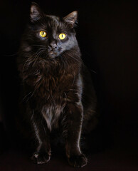 Black Cat on black background