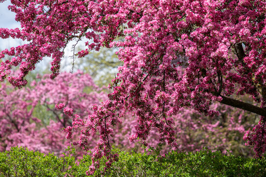 crabapple tree with pink blossoms