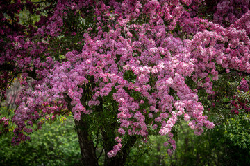 pink crabapple tree blossoms 